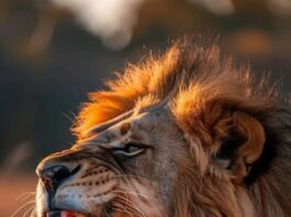 man eater lion a thriller short story hindi ,