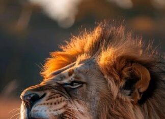 man eater lion a thriller short story hindi , man eater lion a thriller short story hindi ,