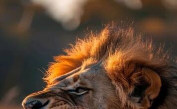 man eater lion a thriller short story hindi ,
