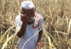 farmers situation in india truthful short story ,