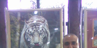 white tiger safari satna madhya pradesh adventures journey